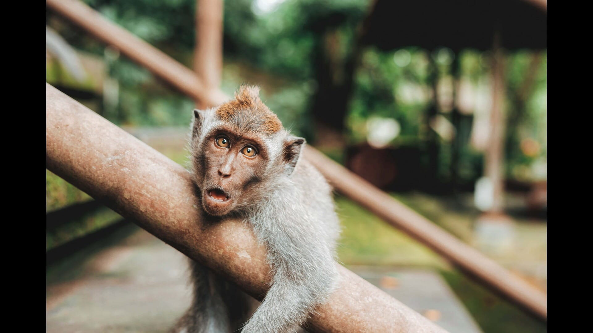 Exploring Bali’s Coral Gardens: A Diver’s Paradise