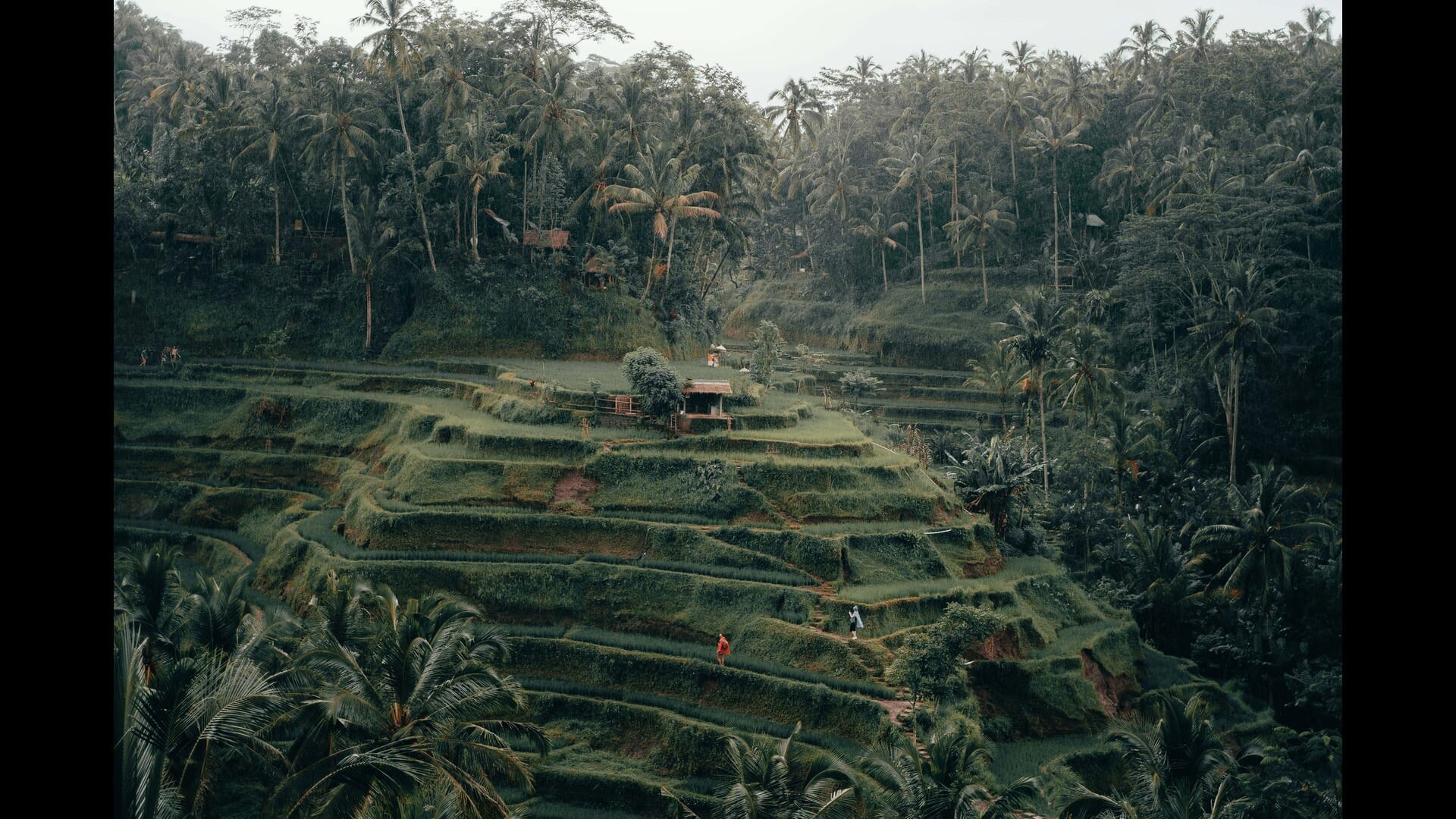 Exploring Bali’s Sacred Banyan Trees: Nature’s Majestic Guardians