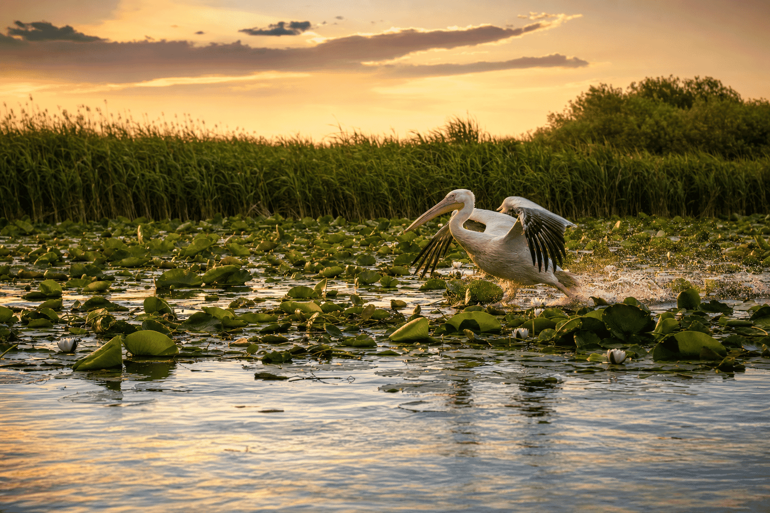 Featured image for: Delta Dunării: Excursie Ghid pentru o aventură în natură sălbatică